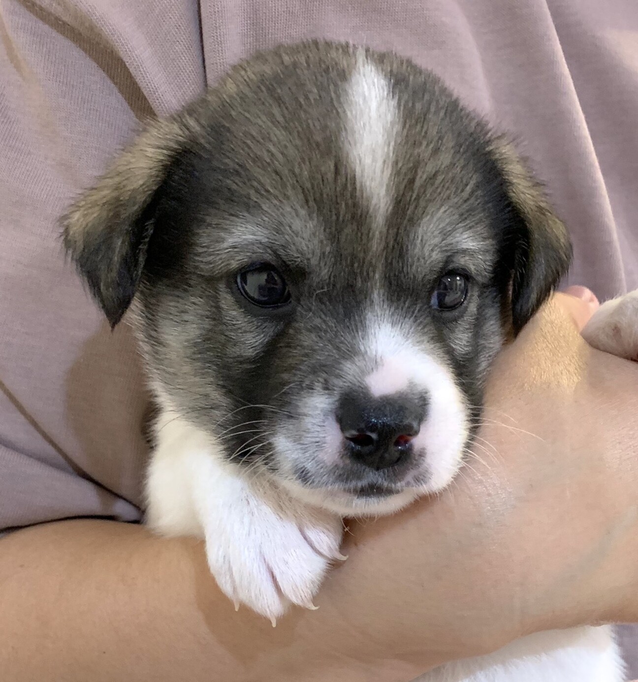 Mix子犬の男の子 紺 千葉県 犬の里親募集 ペットのおうち 月間利用者150万人