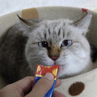 ブルーの瞳の夜空ちゃん