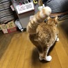 ぽんずのまま
