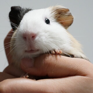 モルモット　里親募集　交渉中