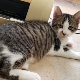 キジトラ♂️人懐っこいです