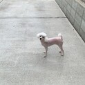 里親募集です