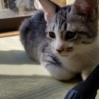 サバトラ♀️人懐っこいです