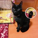 ツヤツヤの黒猫