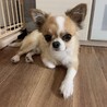 ゴールドチップ