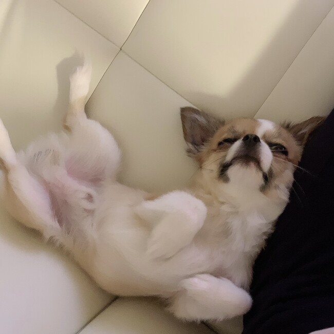 ゴールドチップのカバー写真