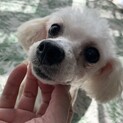 【小平市】ブリーダー放棄のビション！パスタちゃん