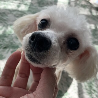 【小平市】ブリーダー放棄のビション！パスタちゃん