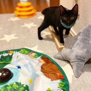 元気いっぱい『にこ&この』くん兄弟。黒猫