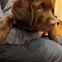 ジークフリート