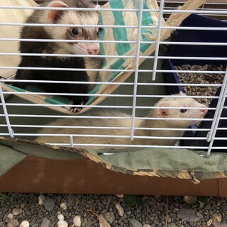 フェレット ちくわ・からし