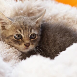 生後1.5ヶ月♂ウサギ体型ふわふわグレー