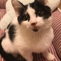 ベタ慣れ甘えん坊です