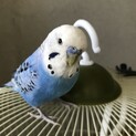 セキセイイン男の子　里親になって下さい