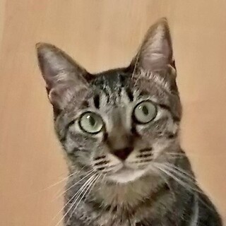 気が向けば(笑)膝に乗ってくるようになりました