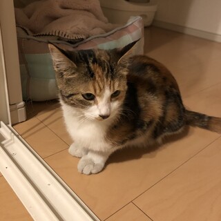 ！急募です！ミケ猫 大人しくて人懐こい性格です！