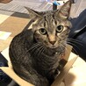 九条みぅさん