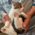 子猫2ヶ月