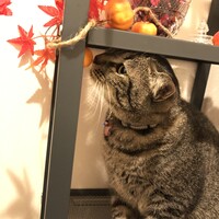 テト