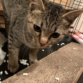 急募キジトラちゃん