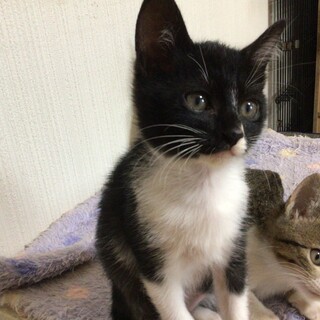 背中乗り猫タイム