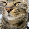チョビ猫ฅ•ω•ฅﾆｬﾆｬｰﾝ✧