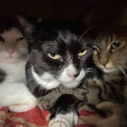 「体重測定　ヒト当番」サムネイル1