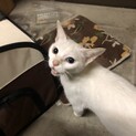 とても人なつっこいオッドアイの目をした白猫です。