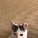 ヤンチャでよく遊ぶ甘えん坊です