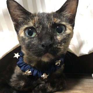 甘えん坊のサビ猫ちゃん.1歳.女の子 