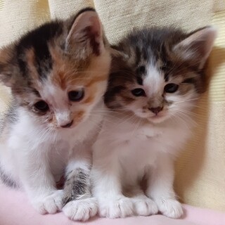 可愛い子猫たち