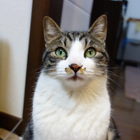 もんすけ