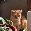 ⭐️茶トラ長毛風　甘えんぼ　男の子６カ月子猫⭐️