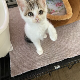 可愛いポポちゃん