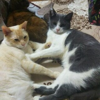 野良では生きてゆけないと保護しました