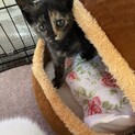 トライアルに入ります