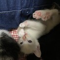 子猫