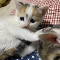 子猫の里親募集