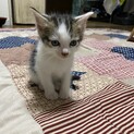 【急遽⠀】子猫の里親募集
