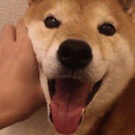 柴犬里親募集