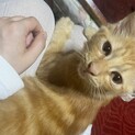 イケメン猫ちゃん