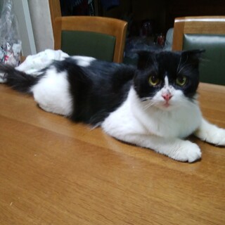 人馴れ度抜群長毛ハチワレ