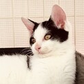 唯一無二の白黒柄がかわいい甘えん坊な男の子です。