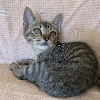 ハンデに負けないゴロスリ小台風すてふぁん君