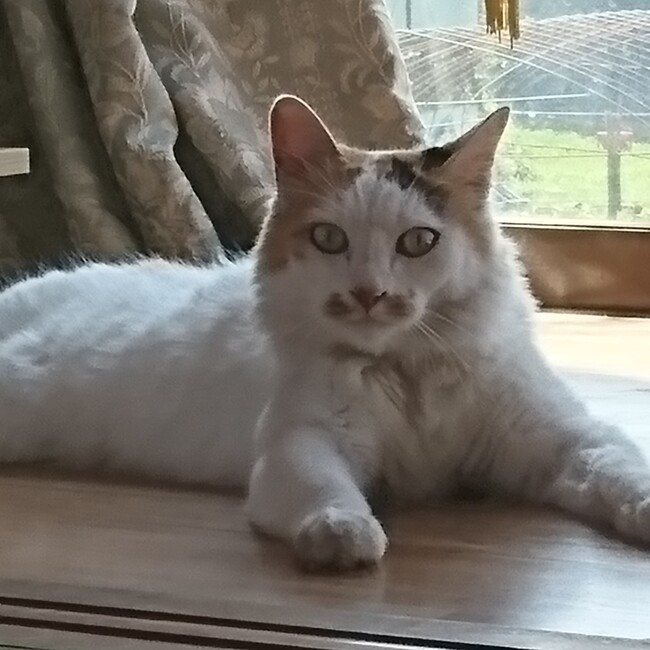 チビクロZのカバー写真