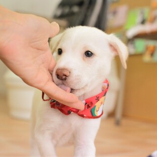 つぶらすぎる瞳がキュートでしょ！“オラフ君”