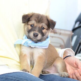 しっかり者のお兄ちゃん“チップ君”1.5ヶ月齢