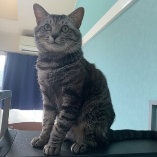 岡崎市　2歳半程のオスの猫です