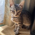 キジトラ雌三ヵ月半里親募集！