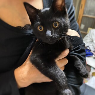 眉毛が可愛いヤンチャな甘えん坊❤︎ぴーすけ&もふた